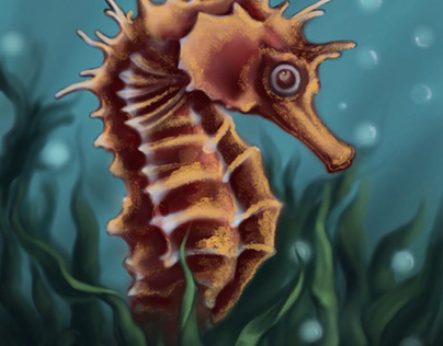Hippocampus (Seahorse)