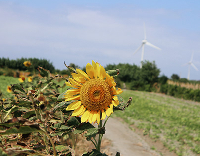 Farm of sun flower