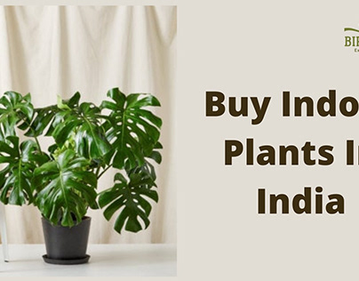 Buy Indoor Plants In India
