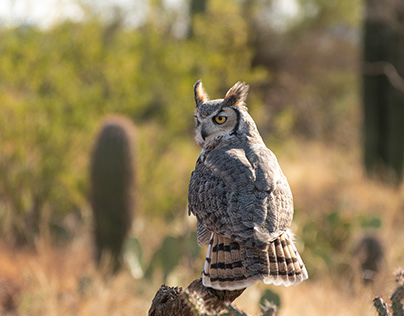 "Great Horned Owl" Sonoran Desert, AZ