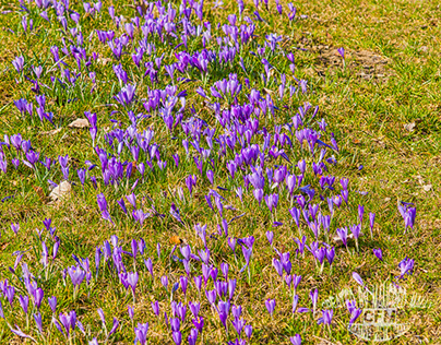 Crocus meadow spring messenger