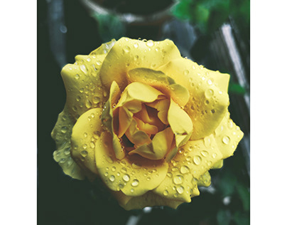 A Rain-kissed Rose