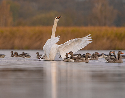 Swan dance