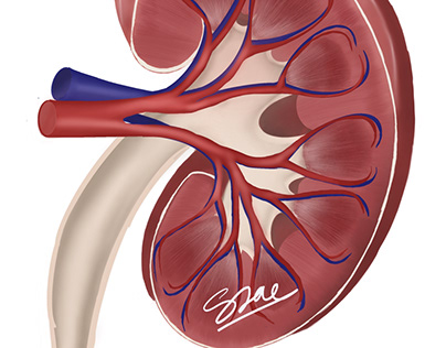Medical illustration kidney