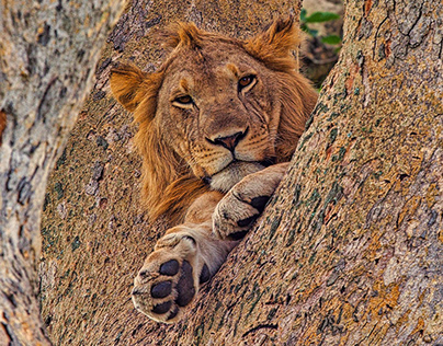 Uganda Wildlife Photography Tours