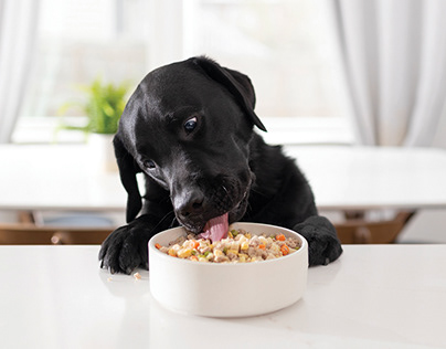 Cortodocumental El impacto de la dieta de tu mascota