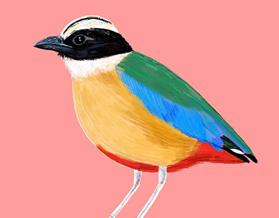 Colourful Bird Illustrations