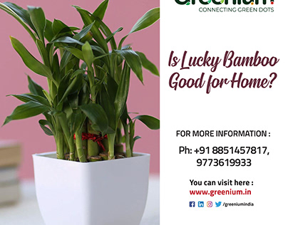 Is Lucky Bamboo Good for Home?