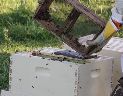 Adopt a Honeybee Hive Program