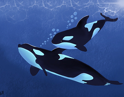 Orcas | Killer Whales
