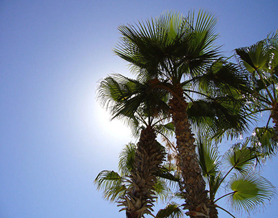 Sun Palm