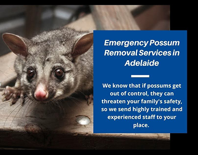 Emergency Possum Removal Services in Adelaide