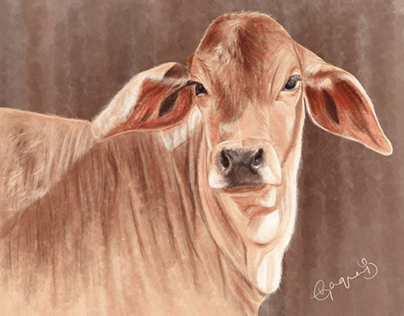 Cow calf