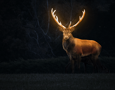 Deer Photo Manipulation