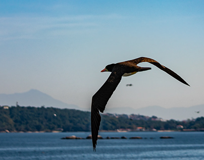 Aves na Baia de Guanabara, Rio de Janeiro - RJ / Brasil