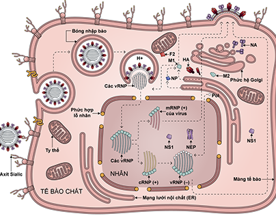 Scientific Illustration for Book on Influenza A virus