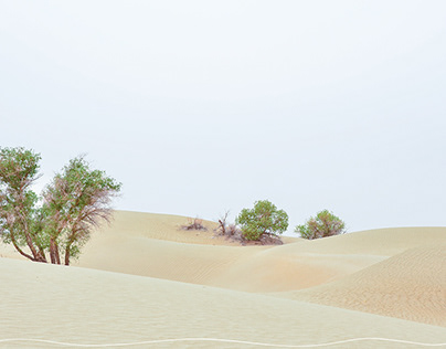 新疆 | 塔克拉玛干沙漠胡杨