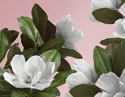 The Magnolia Flower