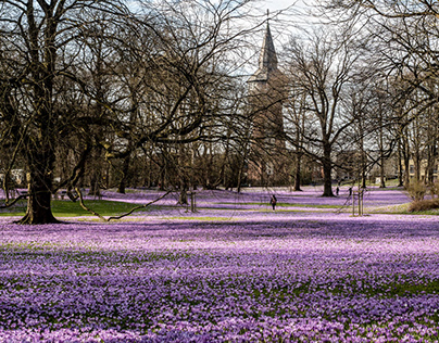 Krokusblüte im Schlosspark Husum