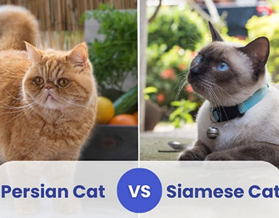 Persian Cat vs Siamese Cat: Which is Right for You?