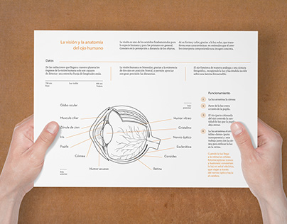 Infografía - La visión y la anatomía del ojo humano