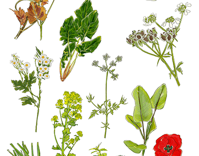 Herbarium for Greek Easter