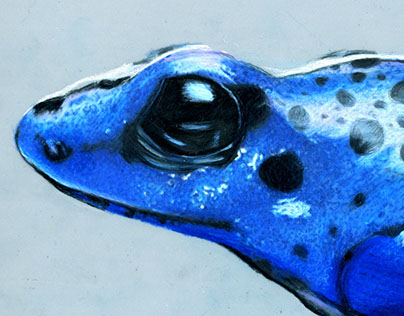 Dendrobates azureus (Blue poison dart frog)
