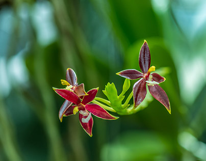 Floral Portrait Series — Orchid