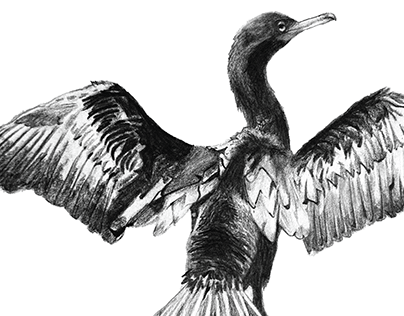 Amazing Animal (Cormorant)