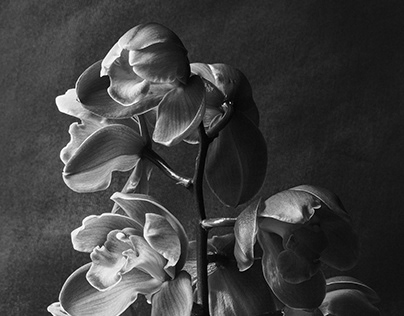 Orchids (one image)
