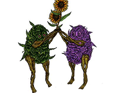 SATIVA AND HYBRIDA LOVE SUN FLOWERS
