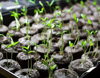 Grow Tomatoes from Seeds | John Deschauer