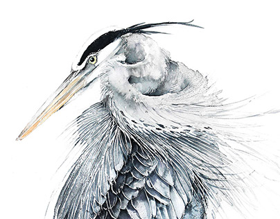 Blue Herons watercolours illustrations