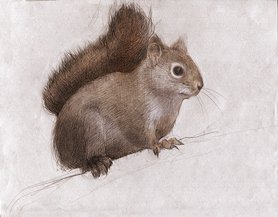 North American Red Squirrel