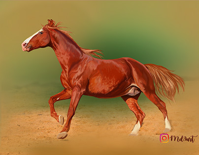 Chestnut Marwari Stallion ARYAN