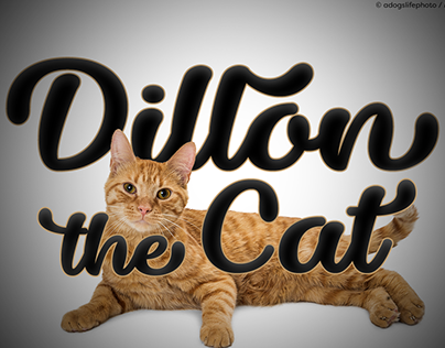 Dillon the Cat