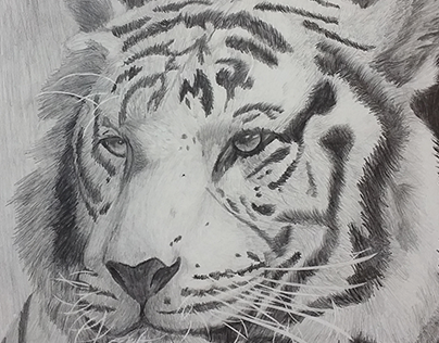 Tiger Pencil Rendering
