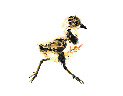 Bird chicks. Digital watercolour