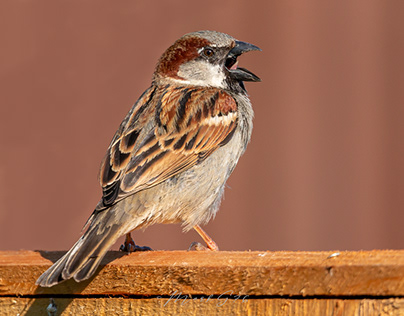 Urban House Sparrows