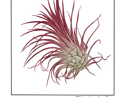 Botanic illustration no.3 - Tilandsia Ionantha