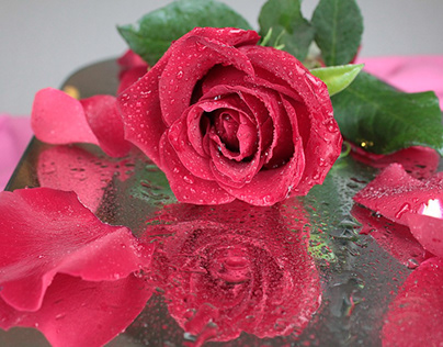 Wholesale Rose Petals