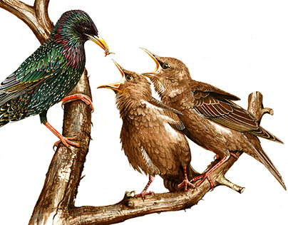 Hyperrealistic Bird Illustration