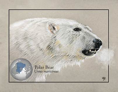 Land Mammal Illustration - Polar Bear