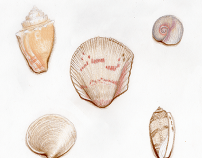 Seashells after Haeckel