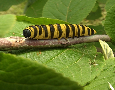 Cinnabar caterpillar