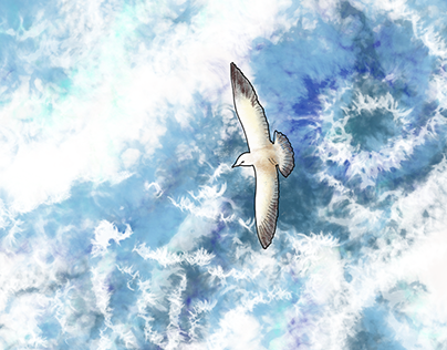 Seagull & Sea