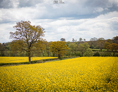 Fields of Gold (Bromyard, Herefordshire)