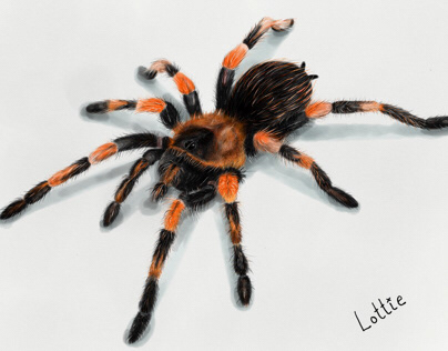Mexican redknee tarantula illustration