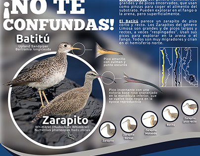 Project thumbnail - Aves Chilenas