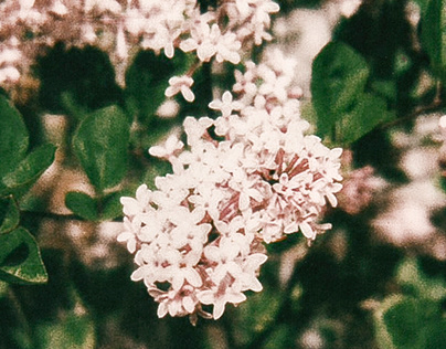 My Lilac Tree (Polaroid 2020)